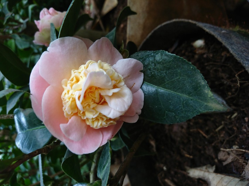 DSC_0018.JPG