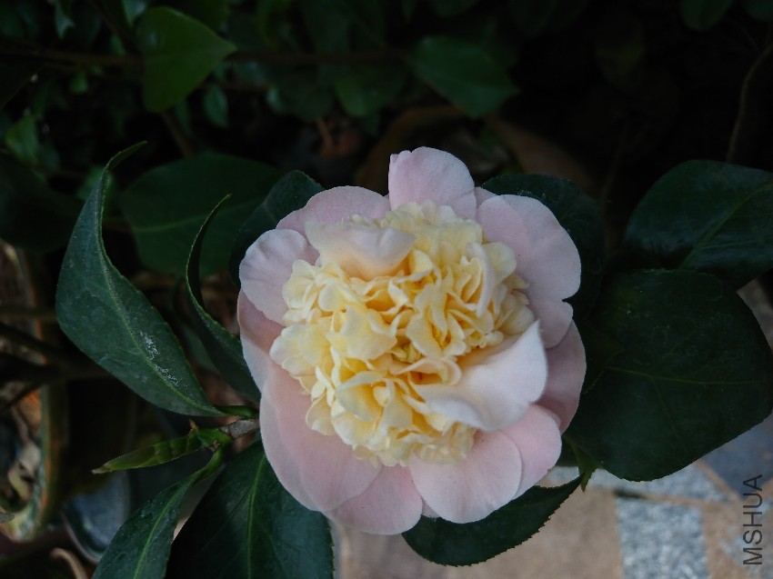 DSC_0017.JPG