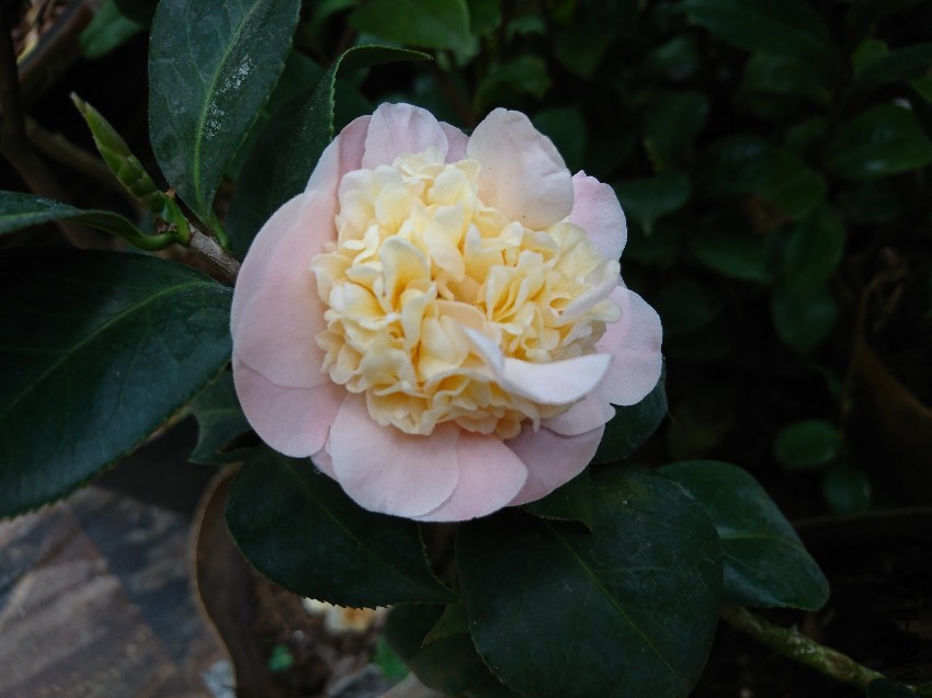 DSC_0021.JPG