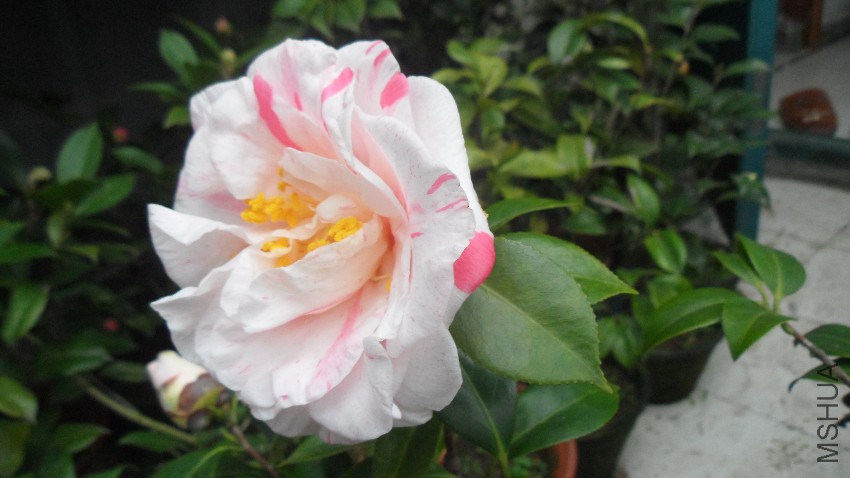 SAM_4034.JPG