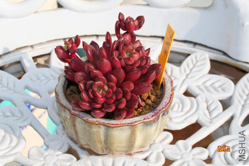 ��Ƭ 008_����.jpg