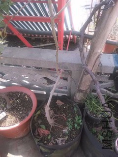 mmexport1487338662030_����.jpg