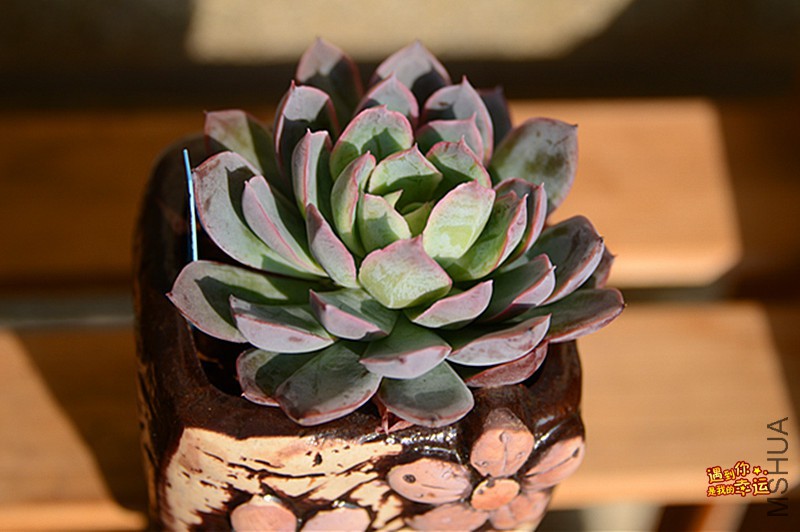 ��Ƭ 016_����.jpg