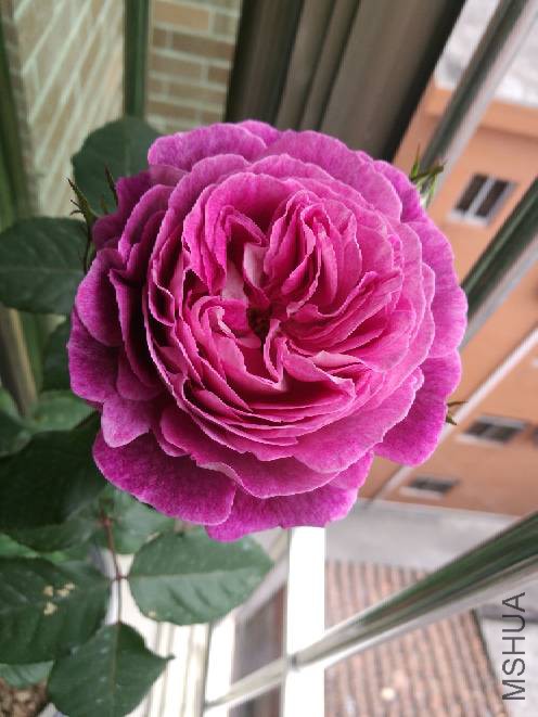182606m9wzy1979a4twkke.jpg