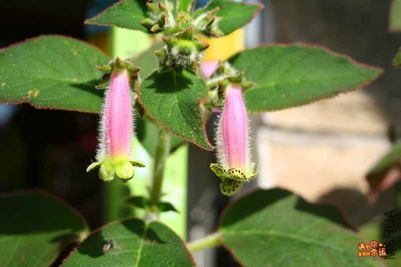 ��Ƭ 062_����.jpg