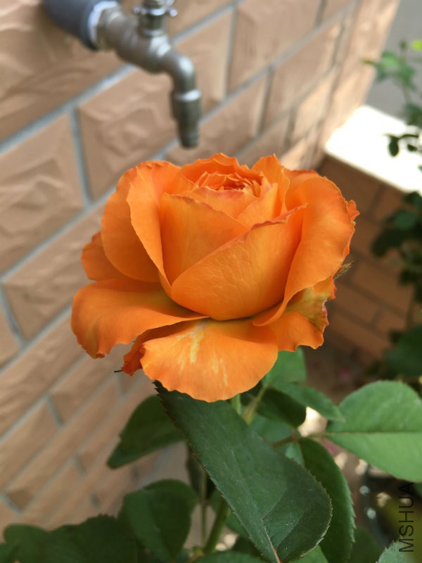 F54D5059AAC13C0EE9DA1972B667D012.png