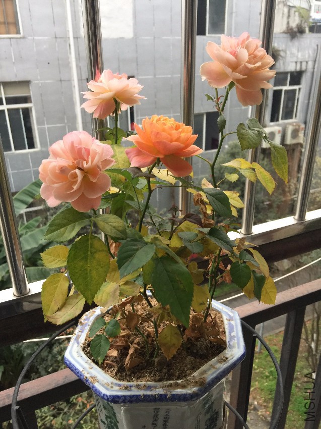 IMG_3865.JPG