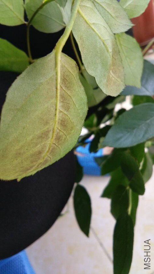 �����к��ڣ�Ҷ�ӿ�ɵ���