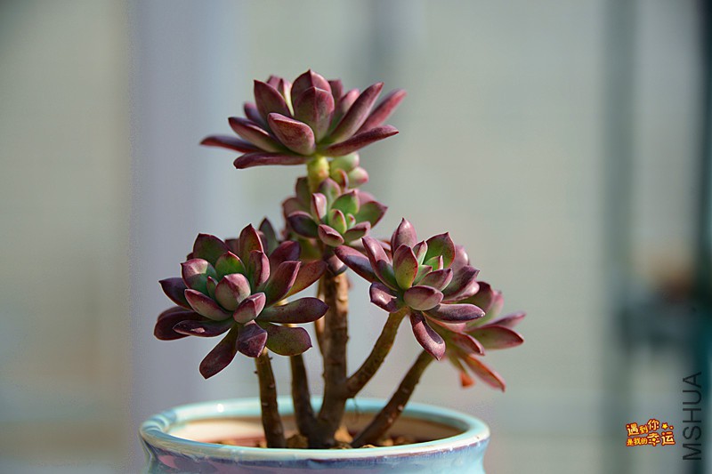 ��Ƭ 099_����.jpg