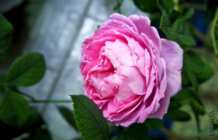 psb (2).jpg