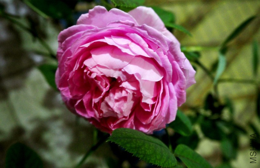 psb (1).jpg