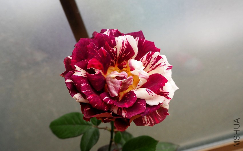psb (19).jpg