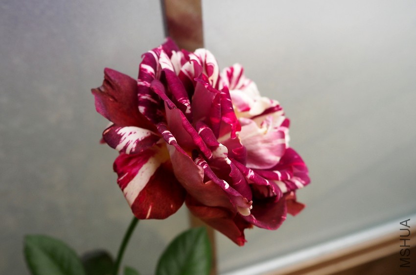 psb (20).jpg