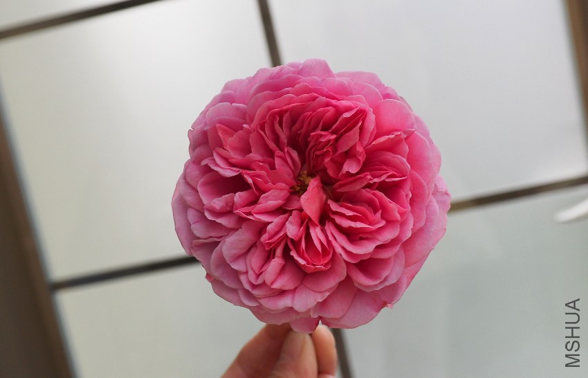 psb (31).jpg