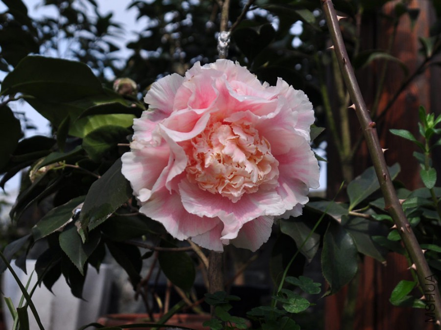 dsc_1257_����1.jpg
