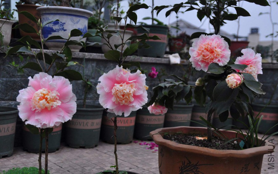 dsc_1348_����1.jpg