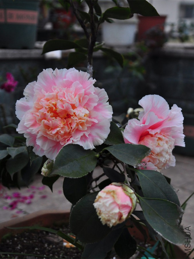 dsc_1352_����1.jpg
