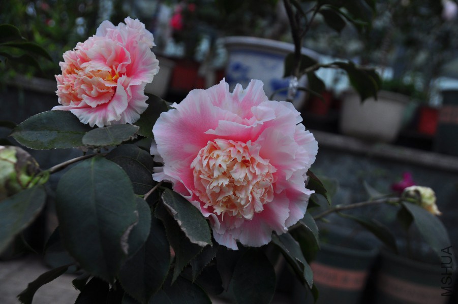 dsc_1354_����1.jpg