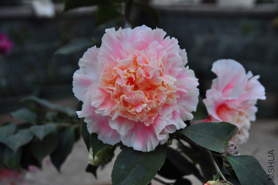 dsc_1355_����1.jpg