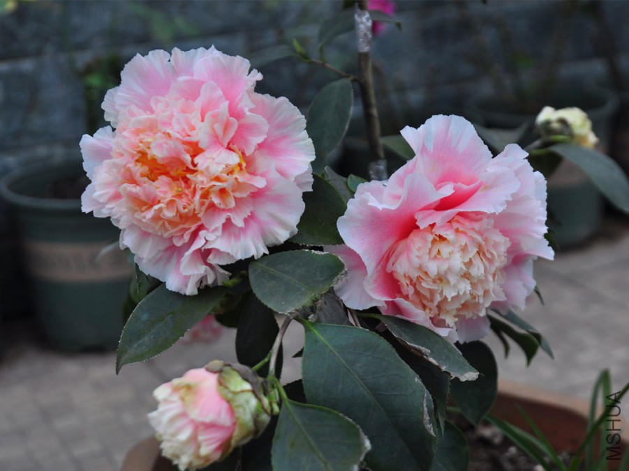dsc_1356_����1.jpg