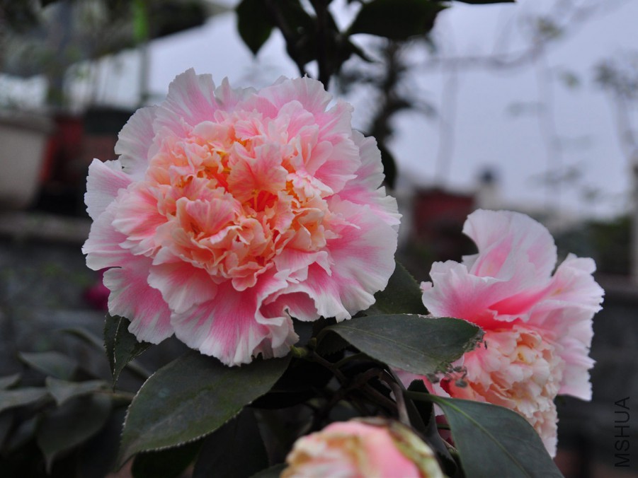 dsc_1357_����1.jpg