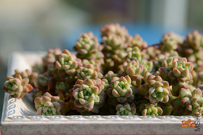 ��Ƭ 300_����.jpg