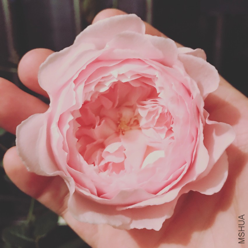 ���D