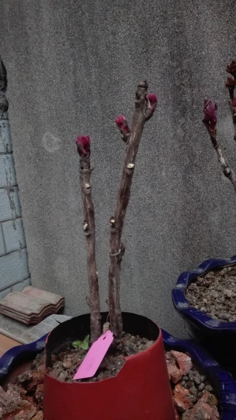 ��ǧ����170221.jpg