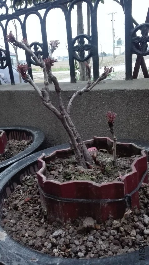 ��Ⱥ��170221.jpg