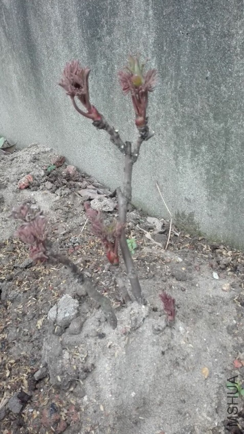 �������170221.jpg