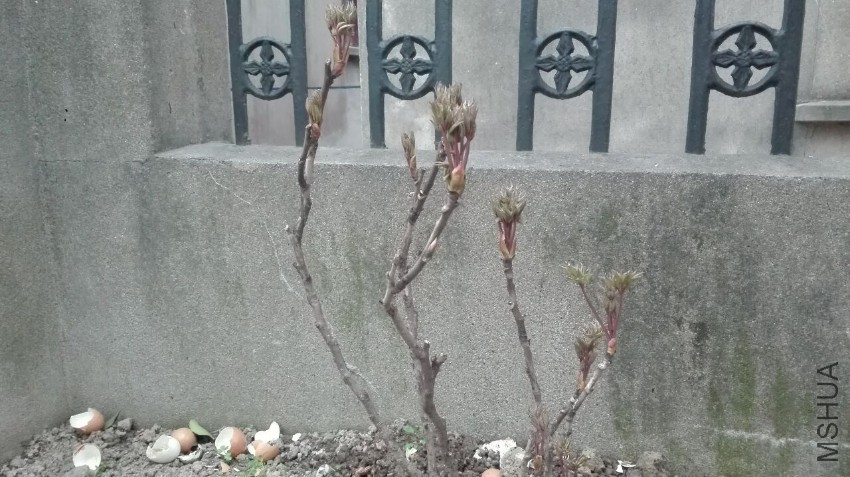 ǧ����-1����170221.jpg