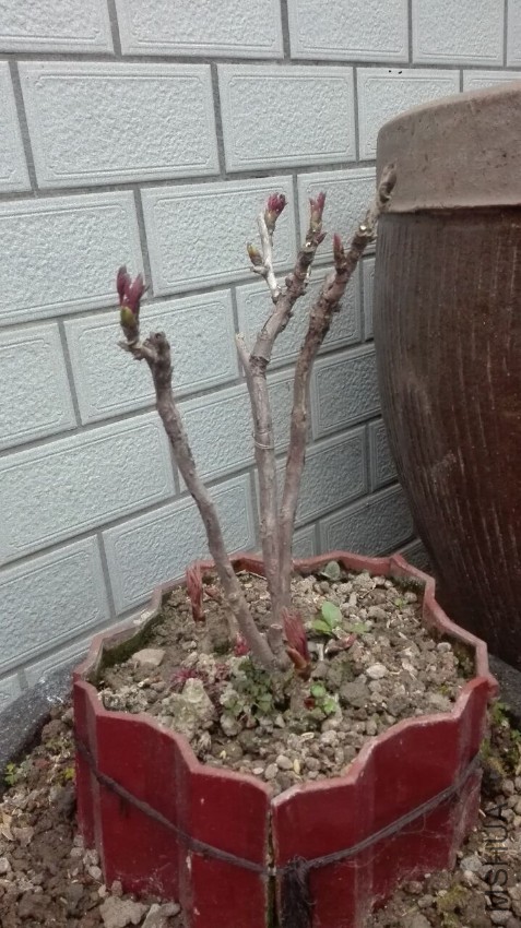 ɺ��̨170221.jpg