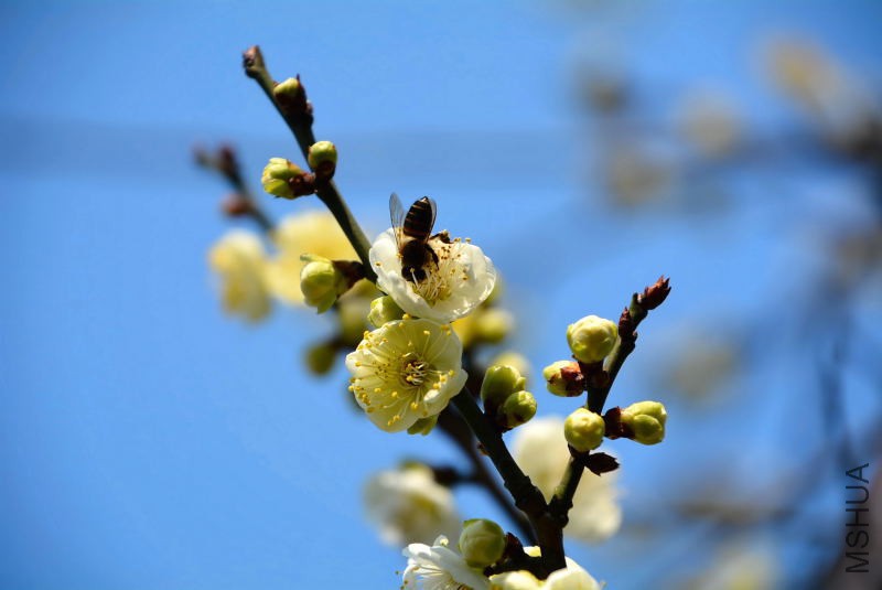 DSC_62370150.JPG