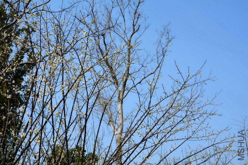 DSC_60940007.JPG