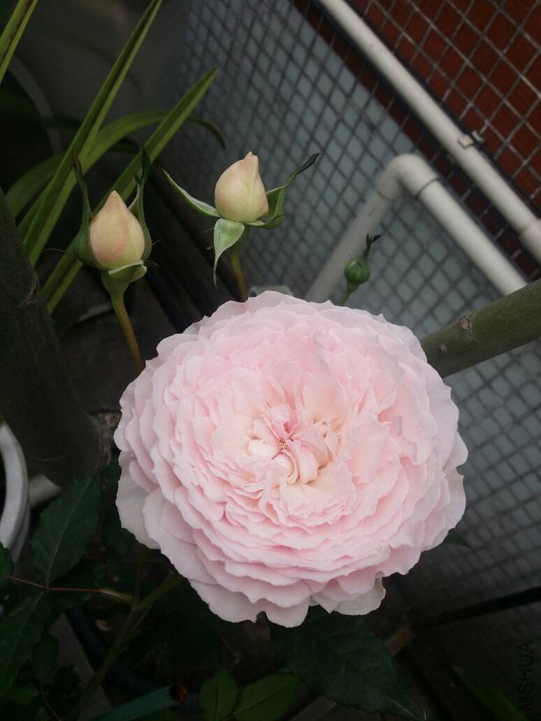 142751c5qsrsqqml2jtrz9.jpg