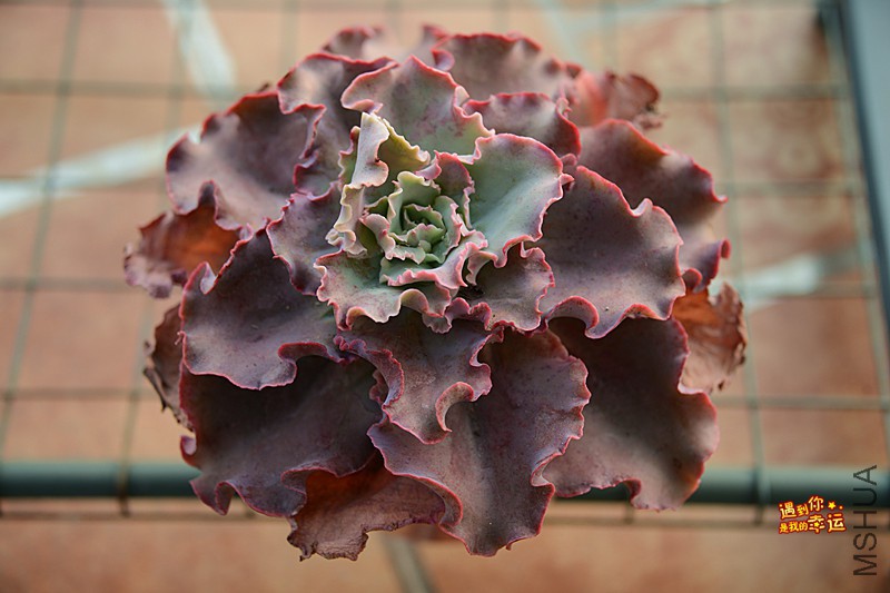 ��Ƭ 630_����.jpg