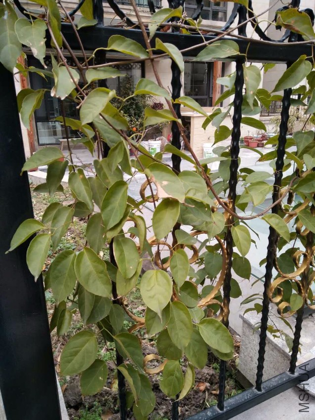 �������̻�