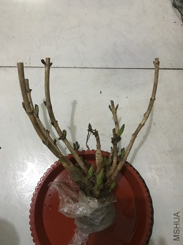 �޾���