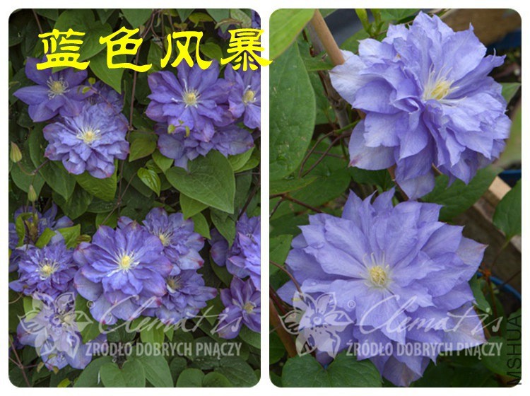 ��ɫ�籩 (2)_����.jpg