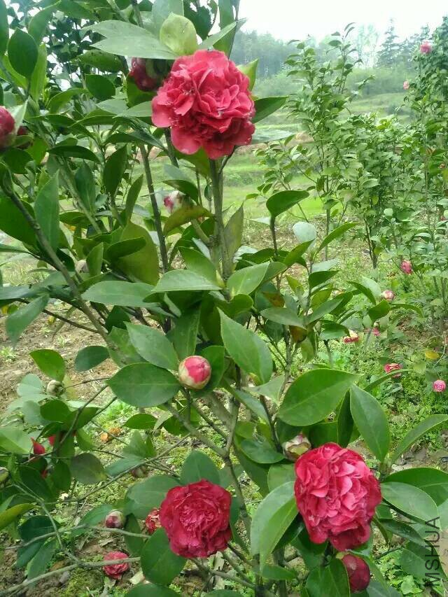 214032tgybe0iz769s7r78.jpeg