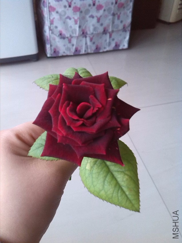 IMG_20151118_094140.jpg