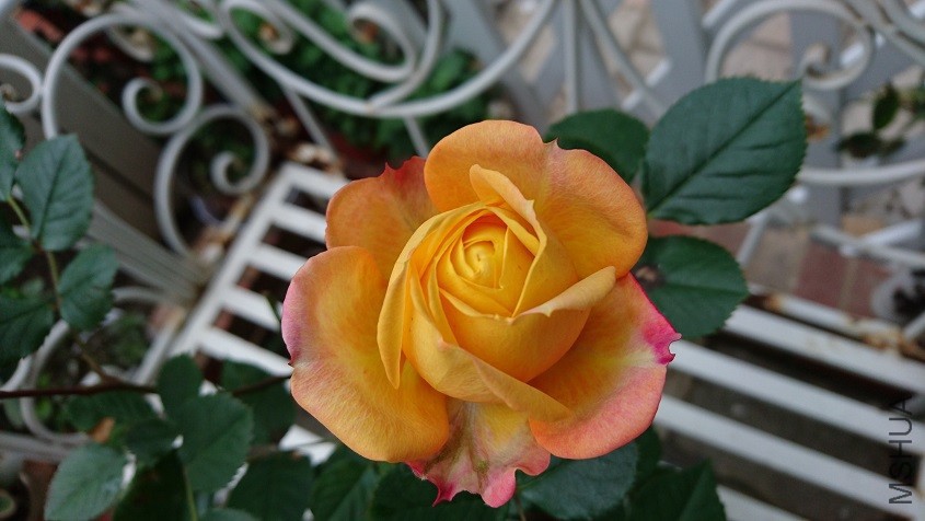DSC_2928.JPG