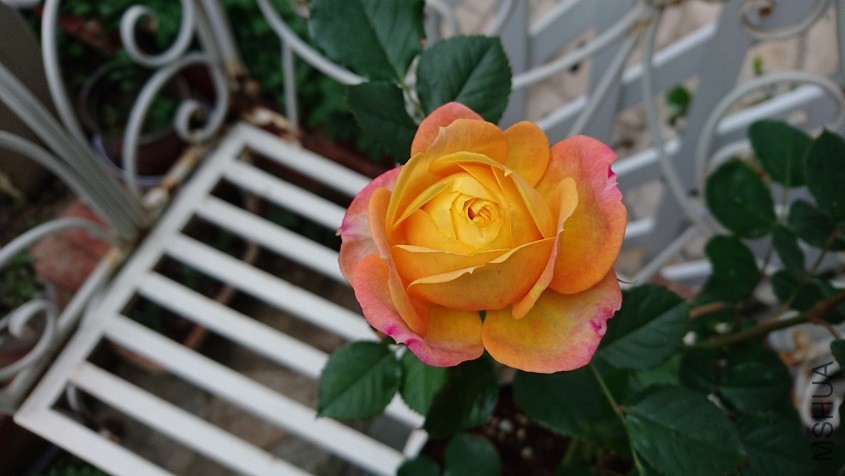 DSC_2929.JPG