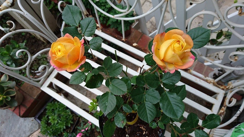 DSC_2930.JPG