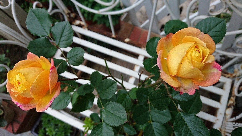 DSC_2931.JPG