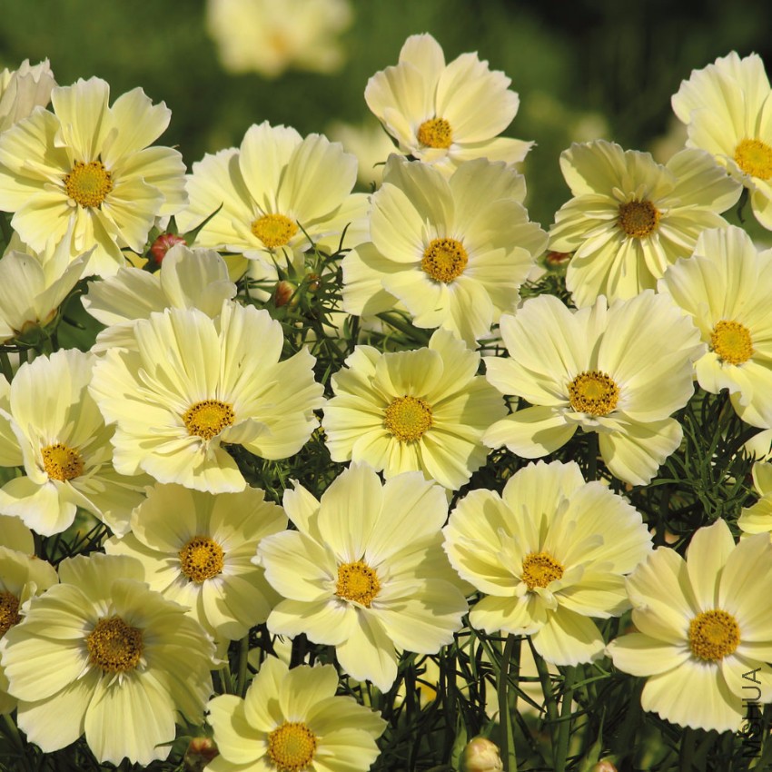103-1Cosmos bipinnatus Xanthos.jpg