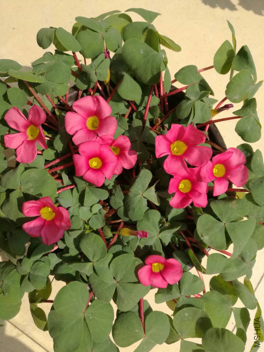 121156xolcyhdtmo9mntno.jpg