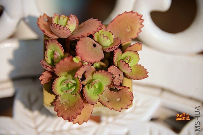 ��Ƭ 259_����.jpg