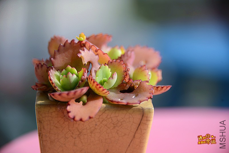 ��Ƭ 262_����.jpg