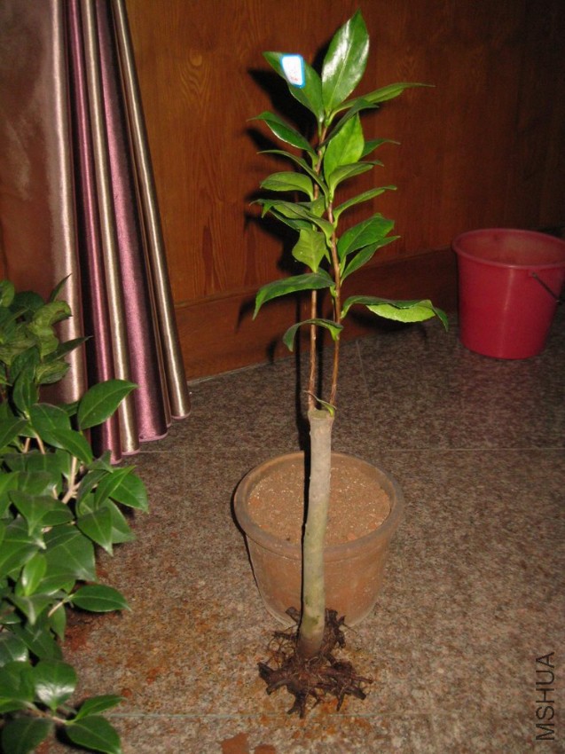 ��ά˹���� (2).JPG